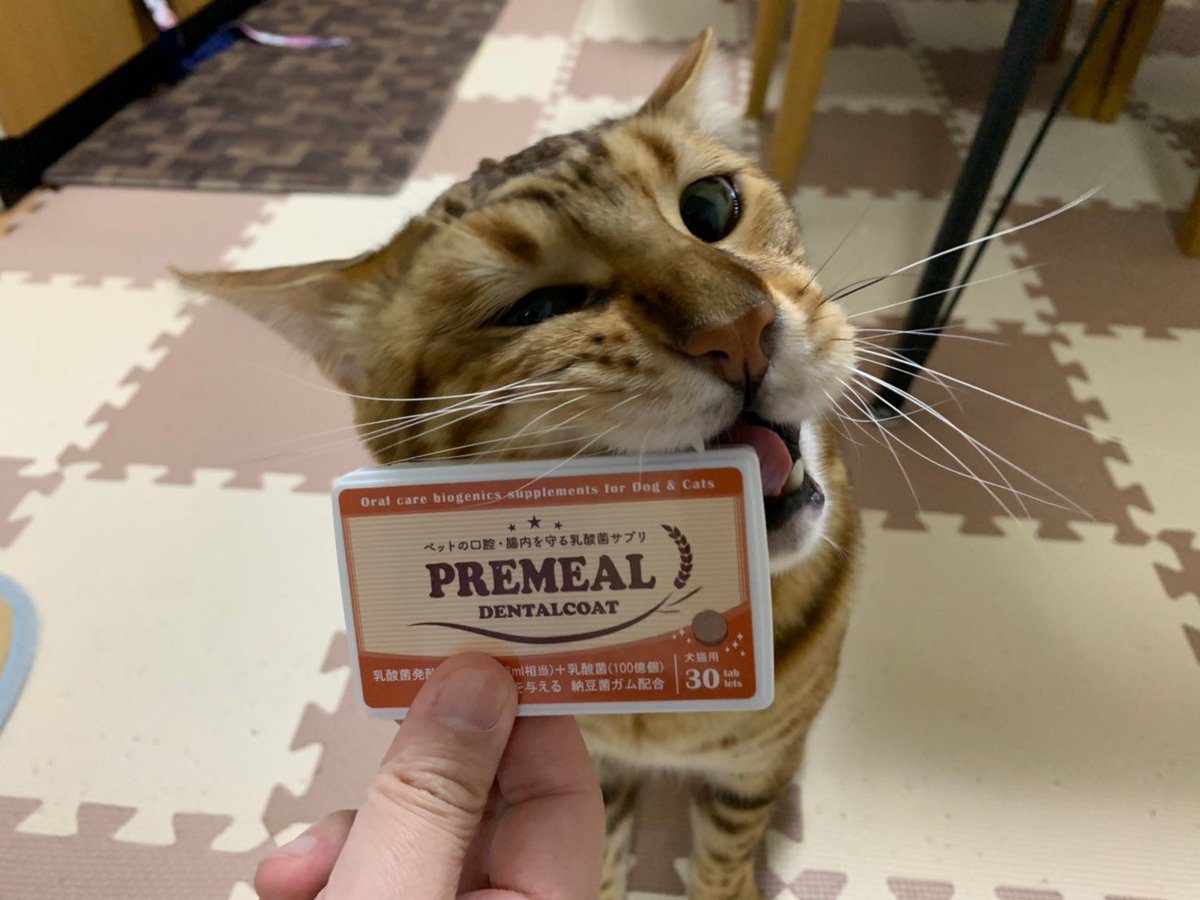 wZfiHAhfNQJNUmE's tweet photo. イケニャン🐯は口内・腸内環境もバッチリにゃ👌
プレミール様のデンタルコート使ってみました✨おやつ感覚で食べてくれました🙌
#PREMEAL #プレミール #デンタルコート #乳酸菌発酵エキス #口臭 #イケニャン #歯周病 #デンタルケア #歯
#猫 #保護猫 #cat #ベンガル #トラキチ🐯#トラキチ https://t.co/apleeTrzRI