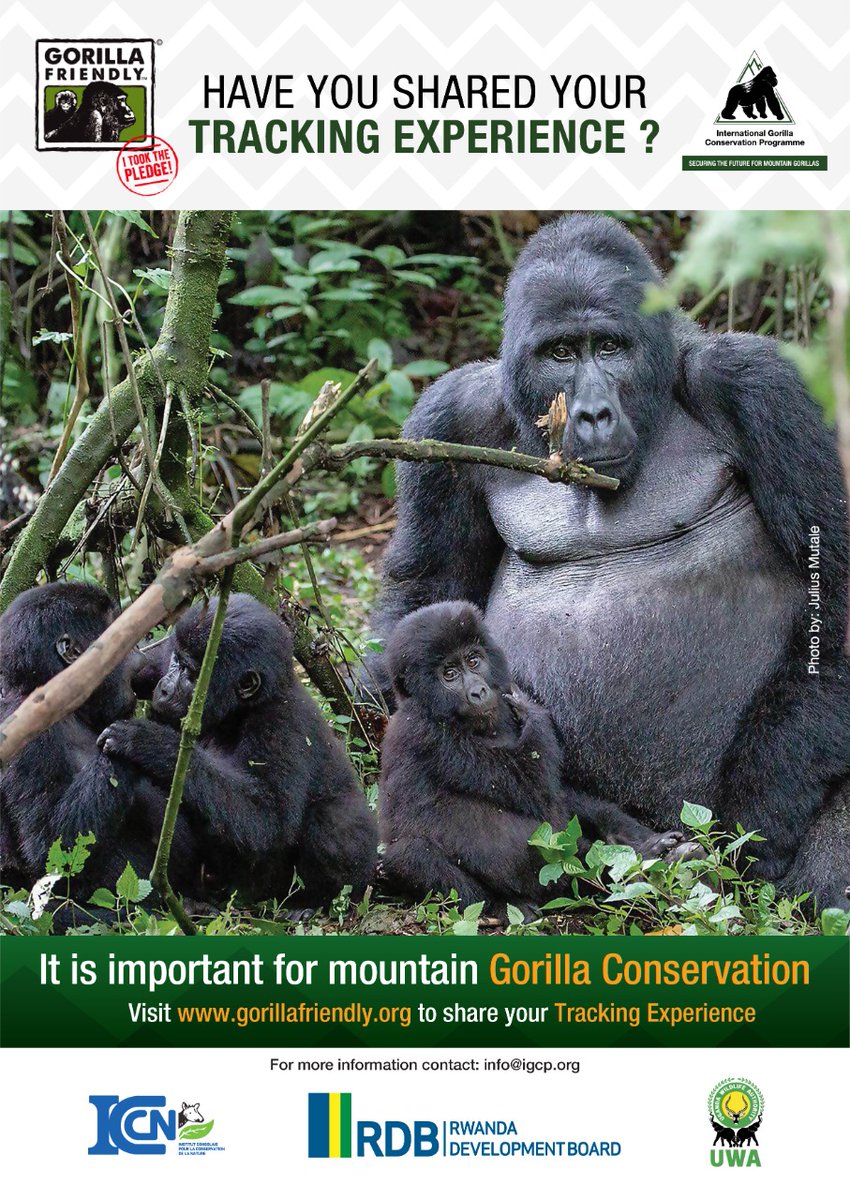 Have you gone #mountain #gorilla tracking recently or perhaps a while ago? Let us know about your experience!