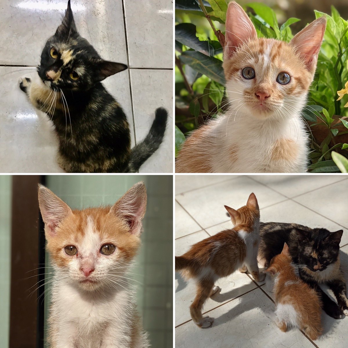 Catrescue.id tweet media