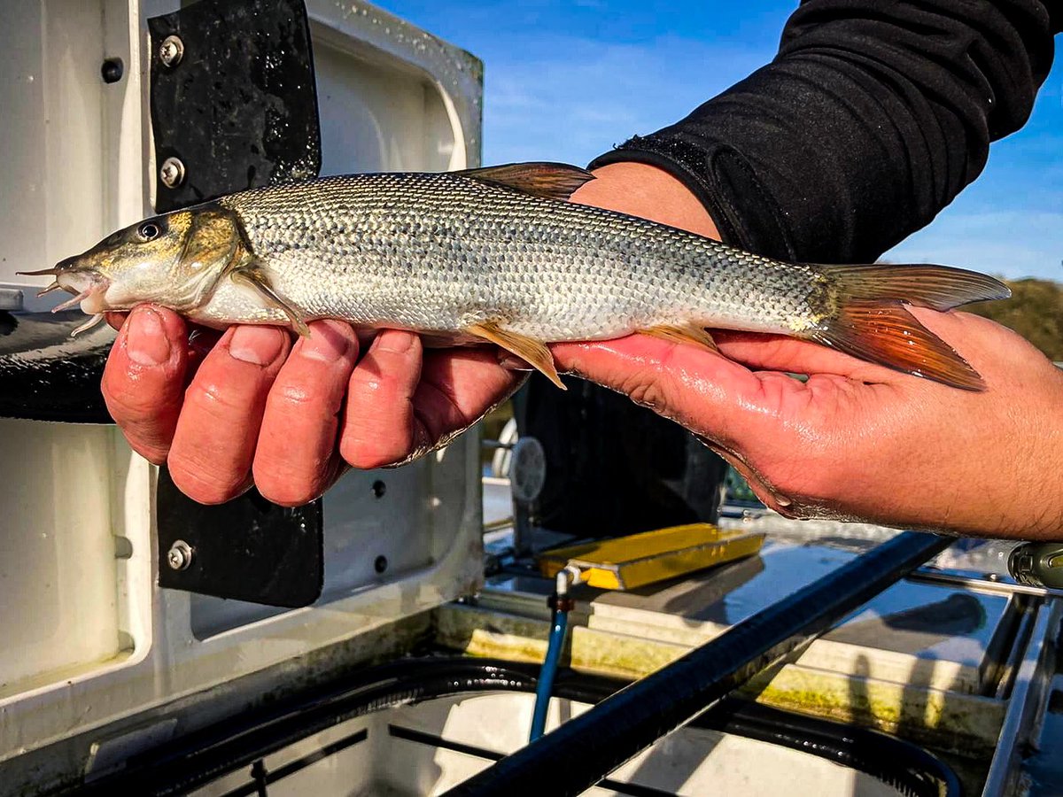 FishFarmEA's tweet photo. This week @FishFarmEA we have stocked out over 26,000 fish!!!! In to rivers and lakes in England. All funded by #rodlicence. #TeamEA #CalvertonFishFarm https://t.co/dOqKKBWj0H