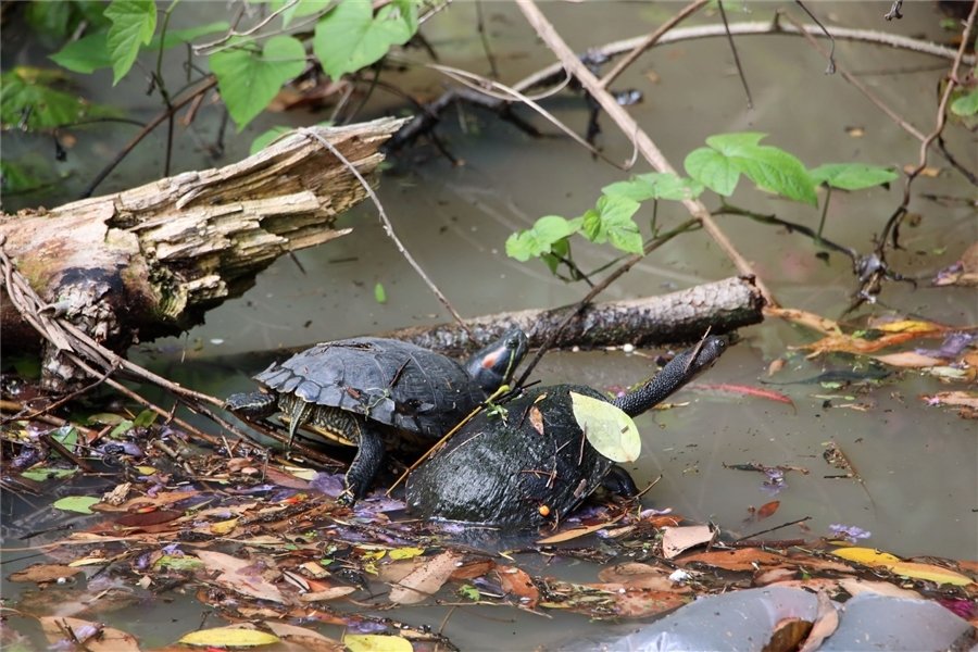 Prof Ricky Spencer 🆒️ tweet media