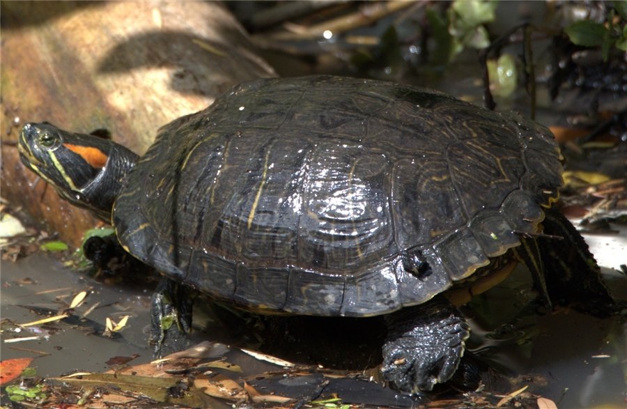 Prof Ricky Spencer 🆒️ tweet media