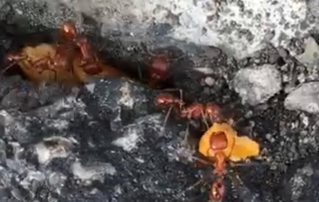 theufosecret's tweet photo. Ants eating 👉🏻 #cheezits #ants #ant #antsofinstagram #insects #bug #bugs #bugsofinstagram #food #snacks #nature #life #theufosecret https://t.co/96iE68d3cu