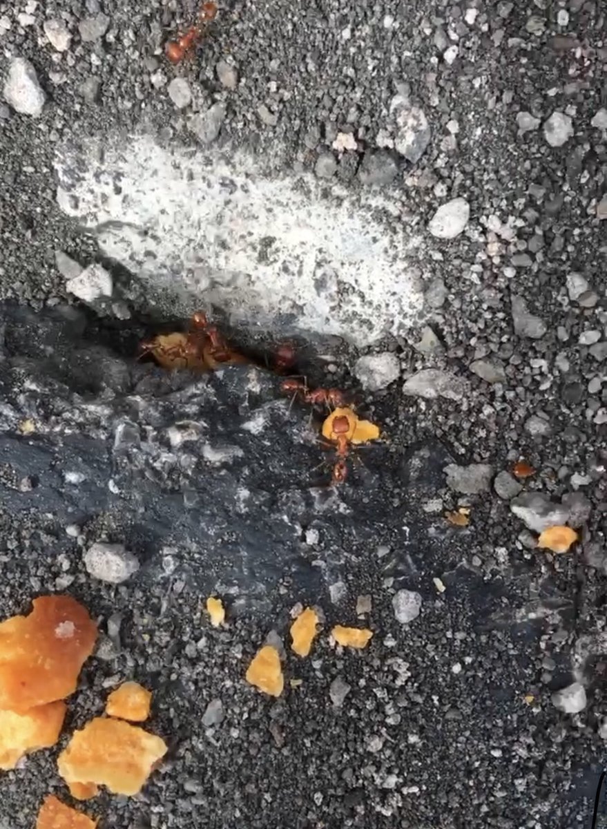 theufosecret's tweet photo. Ants eating 👉🏻 #cheezits #ants #ant #antsofinstagram #insects #bug #bugs #bugsofinstagram #food #snacks #nature #life #theufosecret https://t.co/96iE68d3cu