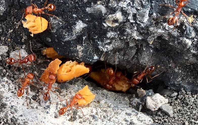 theufosecret's tweet photo. Ants eating 👉🏻 #cheezits #ants #ant #antsofinstagram #insects #bug #bugs #bugsofinstagram #food #snacks #nature #life #theufosecret https://t.co/96iE68d3cu