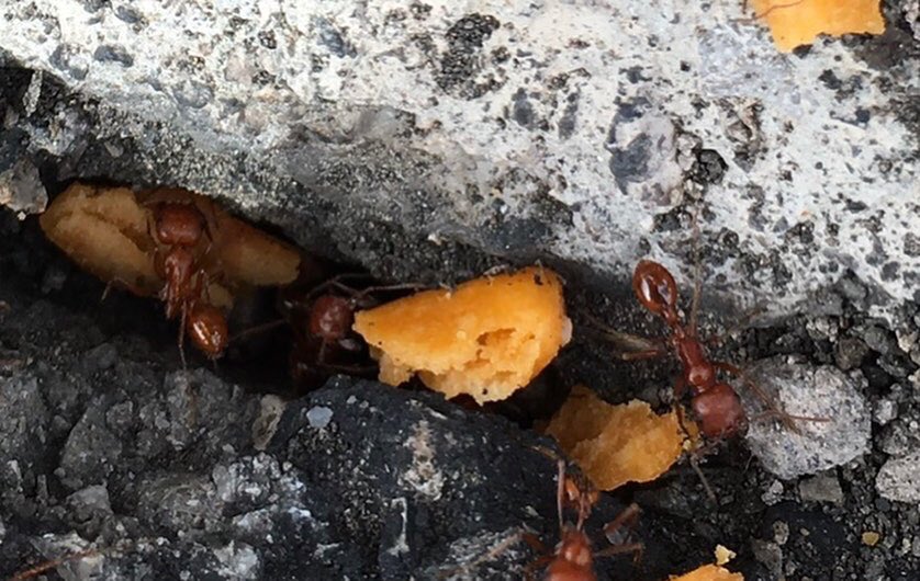 theufosecret's tweet photo. Ants eating 👉🏻 #cheezits #ants #ant #antsofinstagram #insects #bug #bugs #bugsofinstagram #food #snacks #nature #life #theufosecret https://t.co/96iE68d3cu