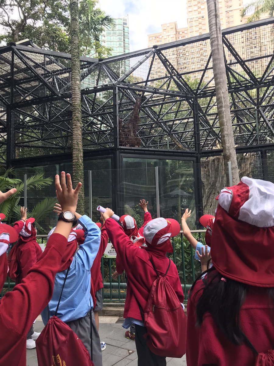 After our visit to HK Zoological and Botanical Gardens, we have started to learn our new text map based on orangutans. The children are working in groups and will teach each other. 🦧 🍃 <a href="/anfield_schhk/">Anfield School</a> #piecorbett #talk4writing #year4