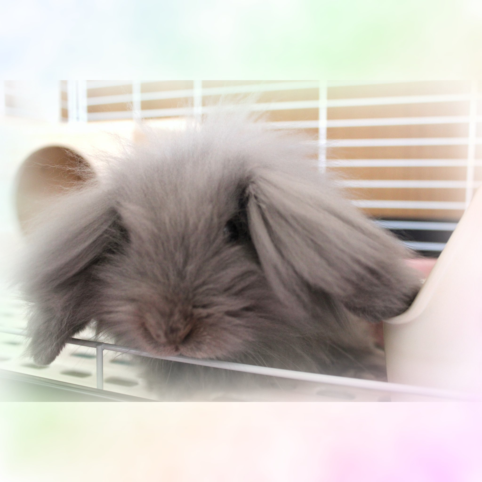 うさぎ赤ちゃん Twitter Search Twitter