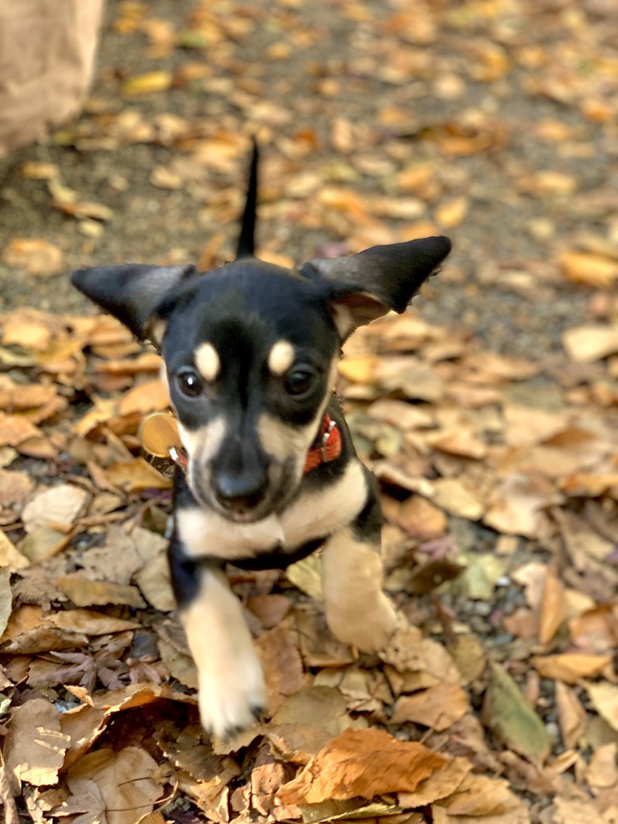 juliennebix's tweet photo. This little girl was hit by a car yesterday and badly injured. She needs specialized (expensive) surgery. Please share her story. We can’t lose her and neither can her big brother.

https://t.co/gtTF0E4LX7 https://t.co/EtoNCA6ZHT