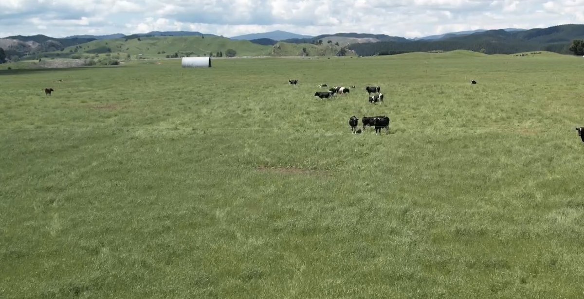 TomChisholm's tweet photo. 500 kg of carcass / 960kg live weight gain per hectare in 6 months? Still 6 weeks to go. First year in system.
#Technograzing #grassfedbeef #pastureutilisation https://t.co/R5vRQwPmfa