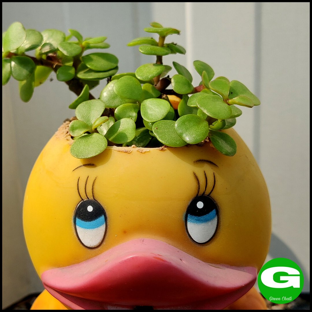 greenchats's tweet photo. Jade Plant
Elephant bush
Crassula Ovata
#elephantbush #greenchats #cutepots #propagate #stempropagation #jadeplant #succulents #plants #moneyplant #cactus #gogreen #snakeplant #houseplants  #plantsmakepeoplehappy #crassulaovata #planters #indoorplants #jade #beautiful #crassula https://t.co/GcJ3ysyFuR