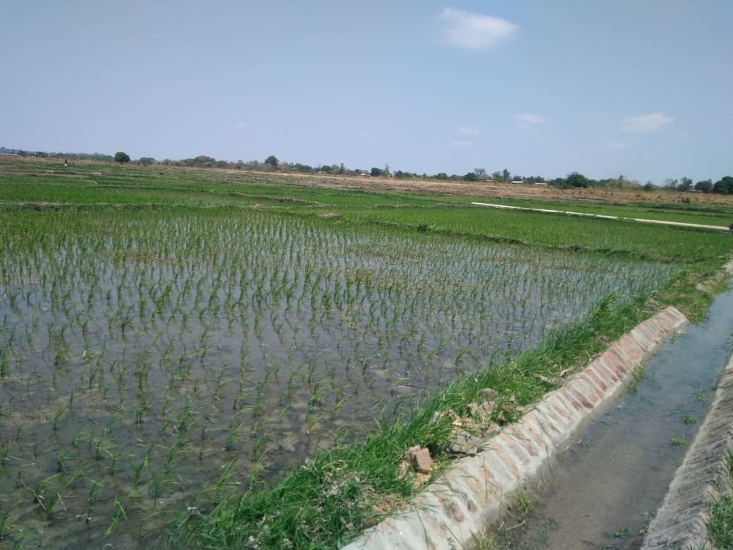 MICF_Malawi's tweet photo. Do you want to understand what an example of climate change adaption looks like on the ground? 
Read our Q&amp;A with a beneficiary of the revitalised Kaombe Irrigation Scheme to find out more https://t.co/7xWN8SLUMA
@fisdmw @undpmalawi @_PRIDEMW https://t.co/Fy4SWGVlG2