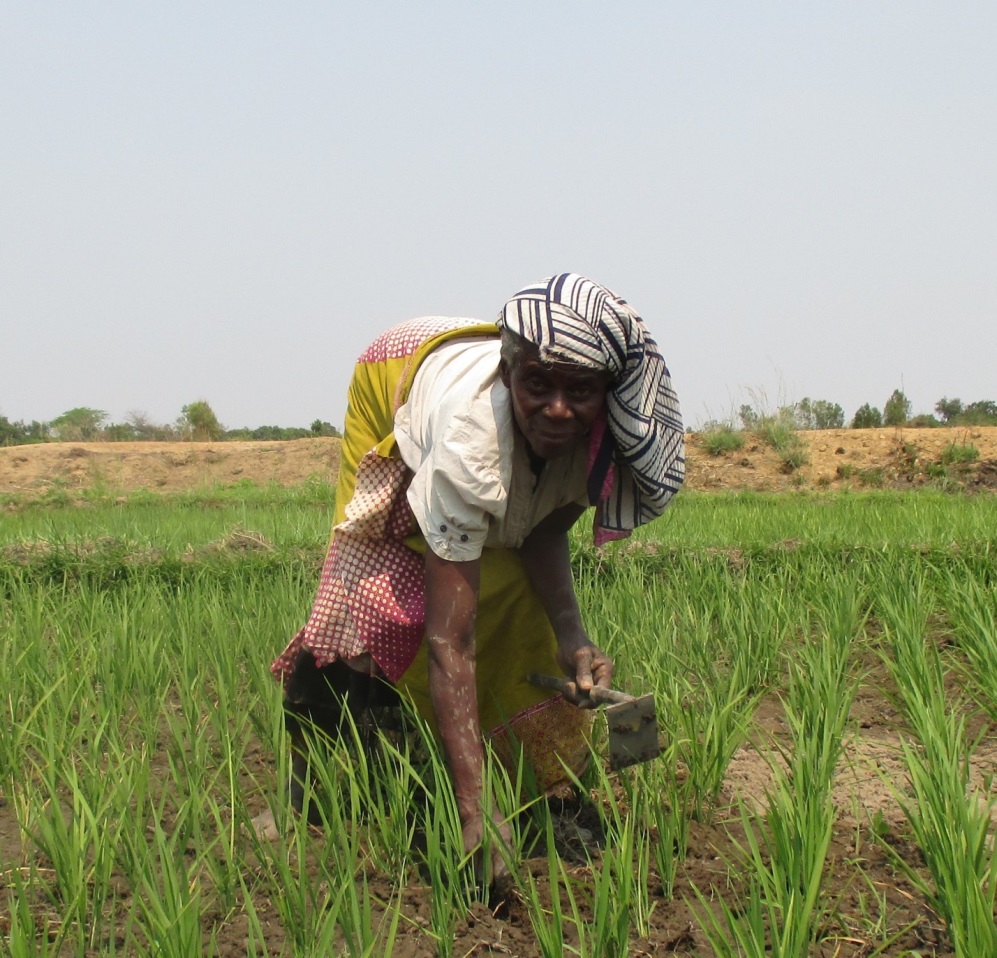 MICF_Malawi's tweet photo. Do you want to understand what an example of climate change adaption looks like on the ground? 
Read our Q&amp;A with a beneficiary of the revitalised Kaombe Irrigation Scheme to find out more https://t.co/7xWN8SLUMA
@fisdmw @undpmalawi @_PRIDEMW https://t.co/Fy4SWGVlG2