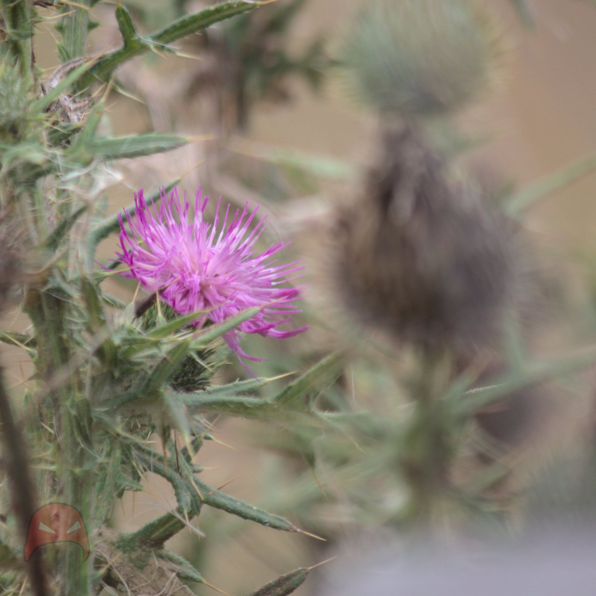 AngryBeanie's tweet photo. A couple of shots from todays #rollaboutphotograhy

Didn't get much time due to the rain.

#flowers #photography #thistle #agapantha https://t.co/uPmigxXTDr