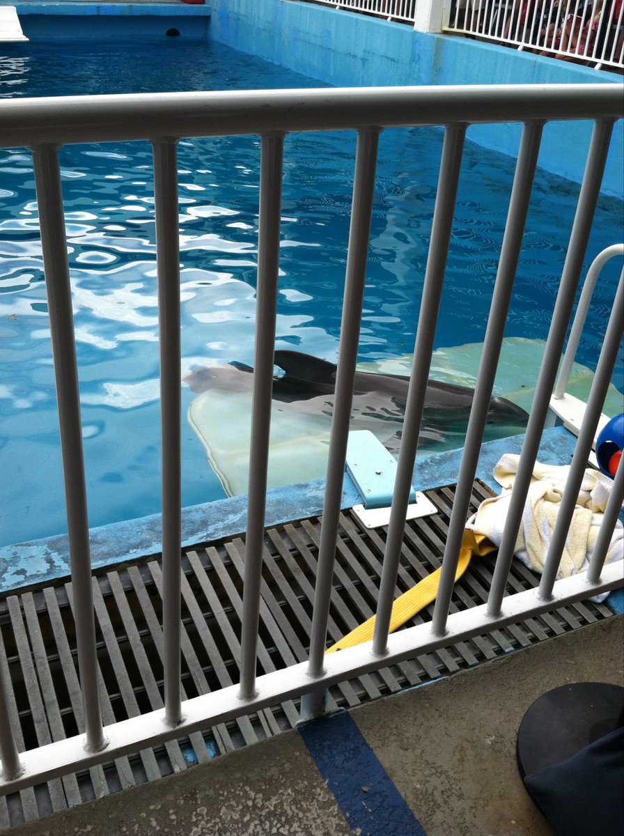 vincentprologo's tweet photo. RIP WINTER I WILL NEVER FORGET HOW HAPPY TWELVE YEAR OLD VINCENT WAS TO SEE YOUπ¬π #swimhigh https://t.co/48hbGWKlam