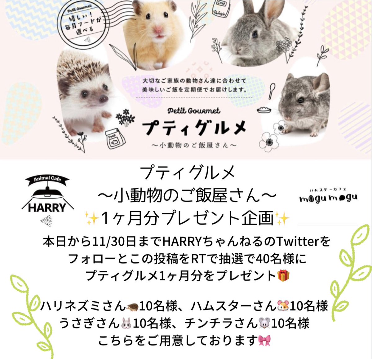 Harry__channel's tweet photo. #プティグルメ〜小動物のご飯屋さん〜
定期便1ヶ月分を抽選で40名様にプレゼント致します🎁

#ハリネズミ 10名🦔 #ハムスター 10名🐹#チンチラ 10名🐭#うさぎ 10名🐰でご用意しております✨
【応募方法💁‍♀️】

Twitter のフォローと投稿のリツイート💡
（@Harry__channel）

応募期間は11/30まで！ https://t.co/4H11GF8OJ3