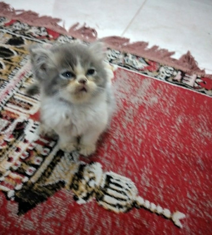 kittttycattttt's tweet photo. @kochengfess Akan glow up pada waktunya✨ https://t.co/xmkh0IHLqb