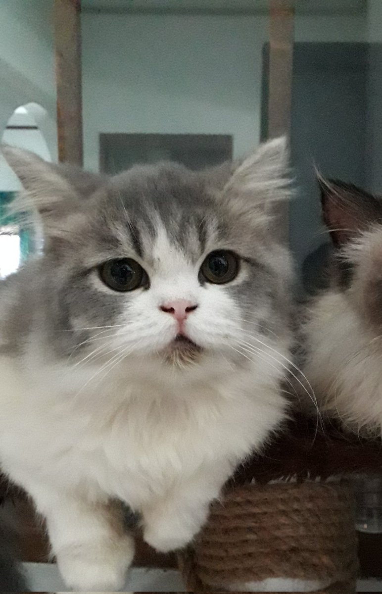 kittttycattttt's tweet photo. @kochengfess Akan glow up pada waktunya✨ https://t.co/xmkh0IHLqb