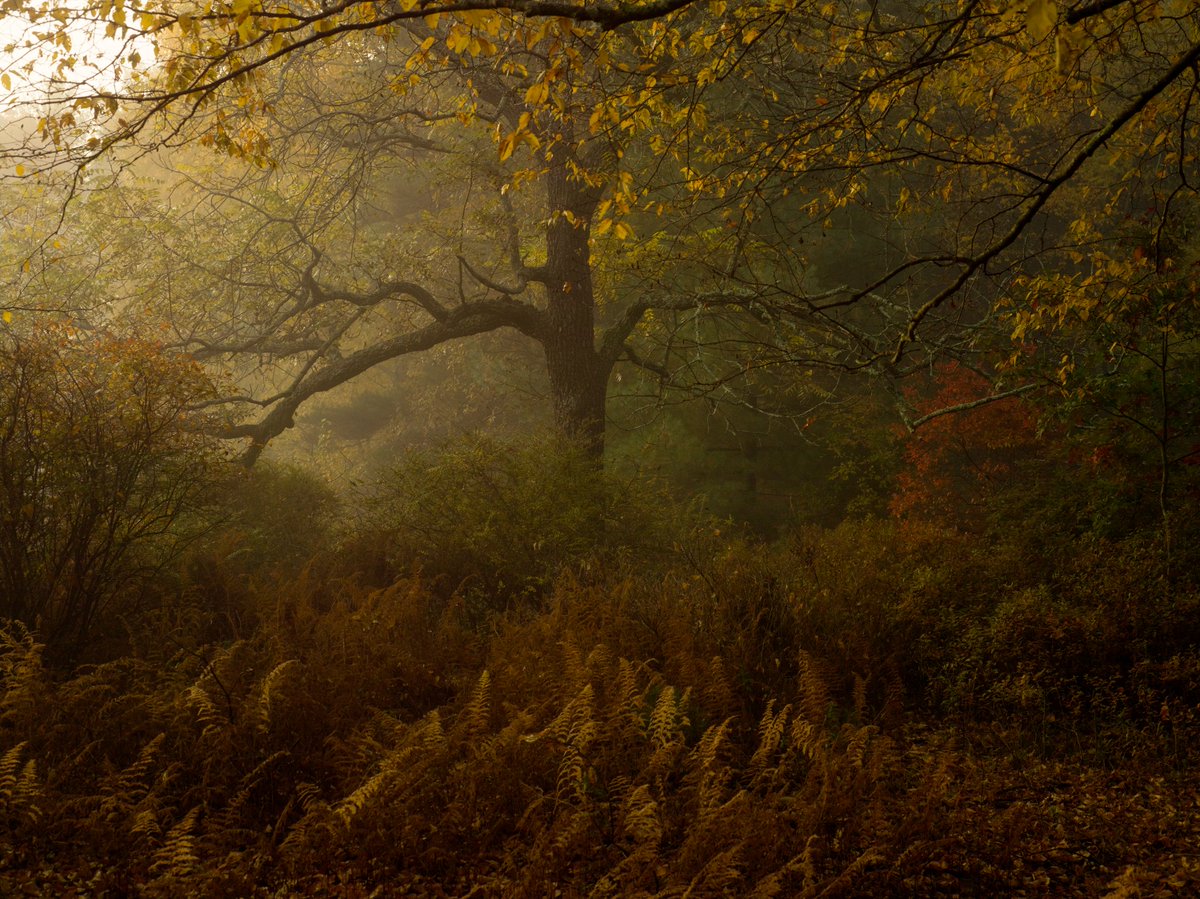 joeyldotcom's tweet photo. The same walnut tree photographed by @noahkalina across different seasons. Tasty medium format tonal range.

https://t.co/e6ur4bxwIH ⚡️@withFND https://t.co/phGX0uAtUF
