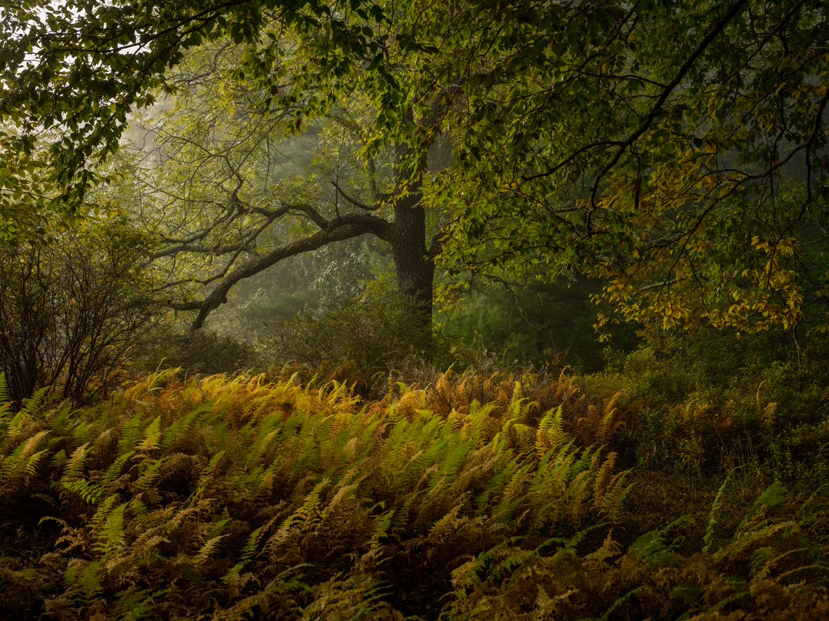 joeyldotcom's tweet photo. The same walnut tree photographed by @noahkalina across different seasons. Tasty medium format tonal range.

https://t.co/e6ur4bxwIH ⚡️@withFND https://t.co/phGX0uAtUF