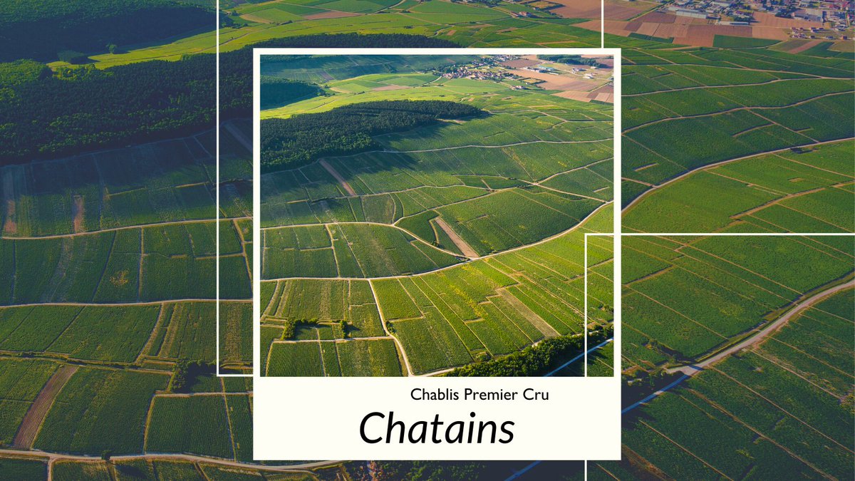 vinsdechablis's tweet photo. 👉 Connaissez-vous le #Climat chablisien nommé Chatains ?
Il faut dire que ce nom de #Chablis Premier Cru est rarement revendiqué, le vin est généralement commercialisé sous le nom du Climat porte-drapeau #Vaillons.
🧐Apprenez-en plus ici ⤵️
https://t.co/qngU6h4DvV https://t.co/msZHqMQqJ7