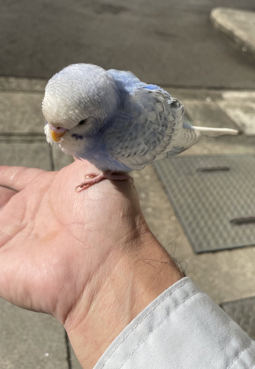 makos57's tweet photo. タバコ吸ってたら鳥が手に乗ってきたんだがw
これはまさか幸せの青い鳥で🤔 https://t.co/ncgamcG10A