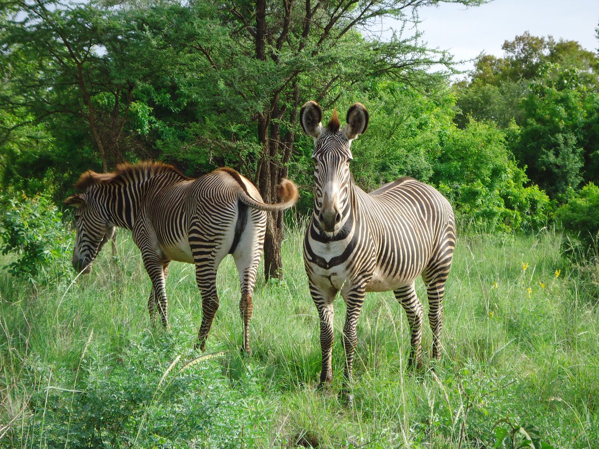 KWSKenya's tweet photo. What is the name of a Zebra in your native language or mother tongue?
#ZuruNaKWS #ZuruForLess #ZuruMeruPark https://t.co/OEofZPa1On