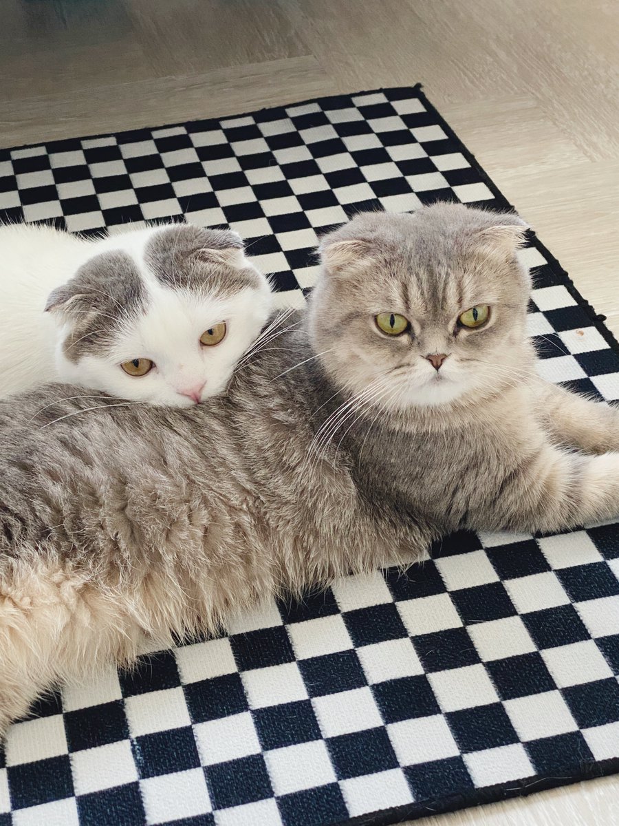 ความสัมพันธ์แบบเหาฉลาม