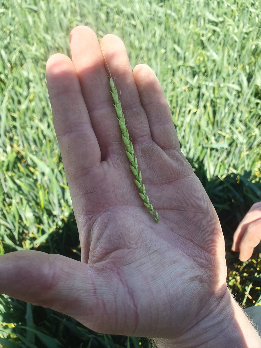WildernessCont1's tweet photo. Some photos of winter wheat that was direct drilled with the Novag 450ct on the 23rd of April this year. Pretty impressive results considering the ground was hard as rock and trashy on top. The wheat is now developing nicely with a consistent 6 tillers per plant.@NovagTForce https://t.co/EUbwDWpjrc