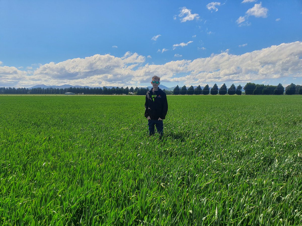 WildernessCont1's tweet photo. Some photos of winter wheat that was direct drilled with the Novag 450ct on the 23rd of April this year. Pretty impressive results considering the ground was hard as rock and trashy on top. The wheat is now developing nicely with a consistent 6 tillers per plant.@NovagTForce https://t.co/EUbwDWpjrc