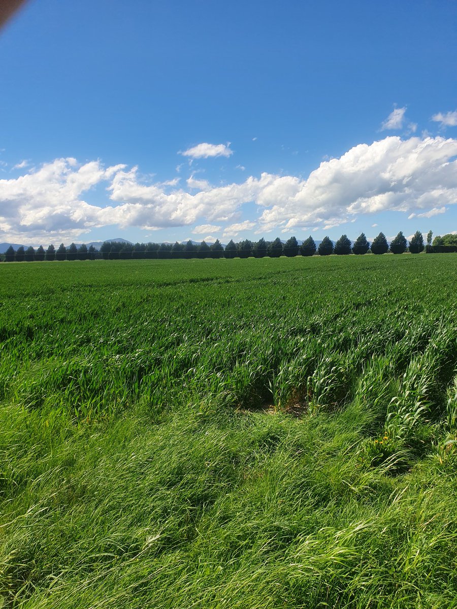 WildernessCont1's tweet photo. Some photos of winter wheat that was direct drilled with the Novag 450ct on the 23rd of April this year. Pretty impressive results considering the ground was hard as rock and trashy on top. The wheat is now developing nicely with a consistent 6 tillers per plant.@NovagTForce https://t.co/EUbwDWpjrc