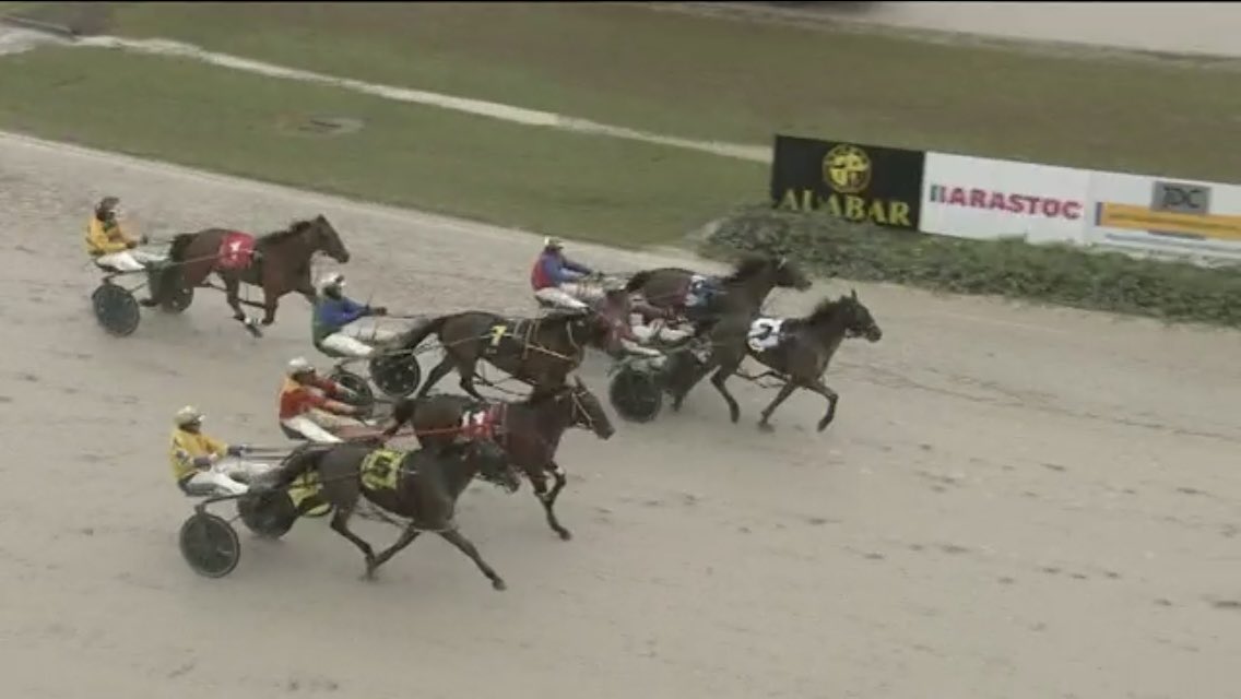 DoggzRogue's tweet photo. Mac Cheddar goes Boom 💣 another little Pocket Rocket added to the Rogue Doggz stable. Maree and @vege07 just keep producing the goods! Along with @grsugars .  Great effort guys @Duano73  #roguedoggz https://t.co/SJyuUIqwyk