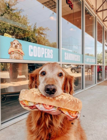 BuddyLifeMagzn's tweet photo. buddylifemagazine- Rescue dog Cooper’s first meal was a sandwich he stole from the table. Fast forward 5 years and now he has his very own sandwich shop in Austin, Texas!
https://t.co/9l51LP9tMl
https://t.co/ND7JU20OU8
#sandwich #luckydog #happypupper #buddylifedogmagazine https://t.co/iWBobM4orV