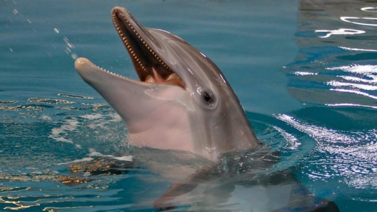 длиннорылая белобочка. занзибар дельфины. бурый дельфин. A dolphin can. австралийские дельфины.