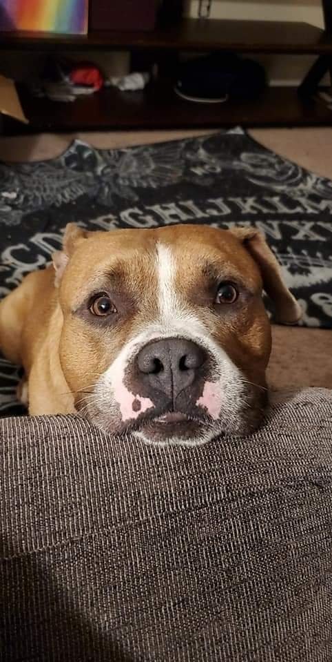 AccentsCo's tweet photo. Help me to be able to keep this sweet boy! Every bit helps, even a share!
#savingotis
https://t.co/Fj7cWSxHHq https://t.co/CPDzcLmJaL