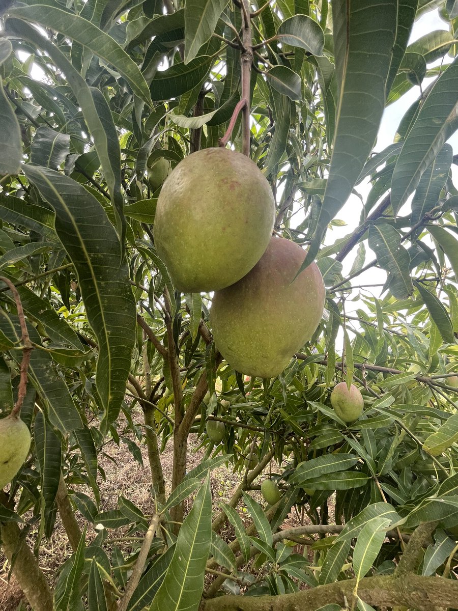 africankitchen_'s tweet photo. マンゴーのシーズンまでもう少し🥭
先日、害虫トラップを仕掛けてきました！
#マンゴー #ドライフルーツ #africa #uganda https://t.co/xmuVlwkDAu
