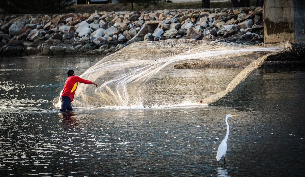 visual_by_esl's tweet photo. Casting a wide net- fisherman
New freshly minted video...watching terns fishing. 
Link: https://t.co/0LZMqXCQos
*
#photography
#fishing #fisherman #kingfisherestuary #riverinanam #environmentalportrait #lifestyleportrait https://t.co/3qBztEmQt8