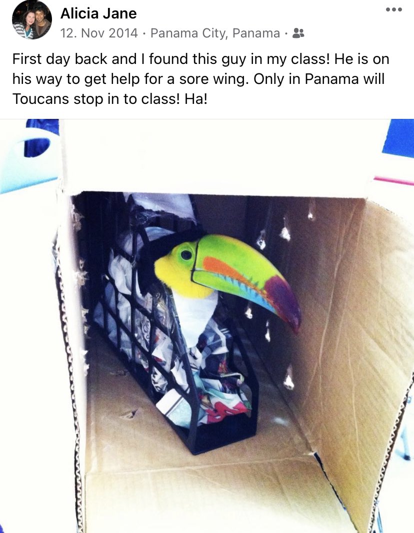 This Friday memory popped up, reminding me that literally anything is possible during a school day. Even having a toucan in your classroom! 🤣🌈🌴 #toucans #teacherlife