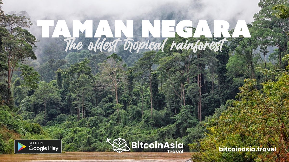 bitcoin_asia's tweet photo. #Funfactalert
Taman Negara is estimated to be more than 130 million years old, making it Malaysia's but also the world’s oldest tropical rainforest.
#btca #bitcoinasia #crypto #cryptocurrecy #CryptocurrencyNews #Bitcoin #cryptofortravel #futureoftravel #btca #bitcoinasia #crypto https://t.co/6D4ZZLA8WK