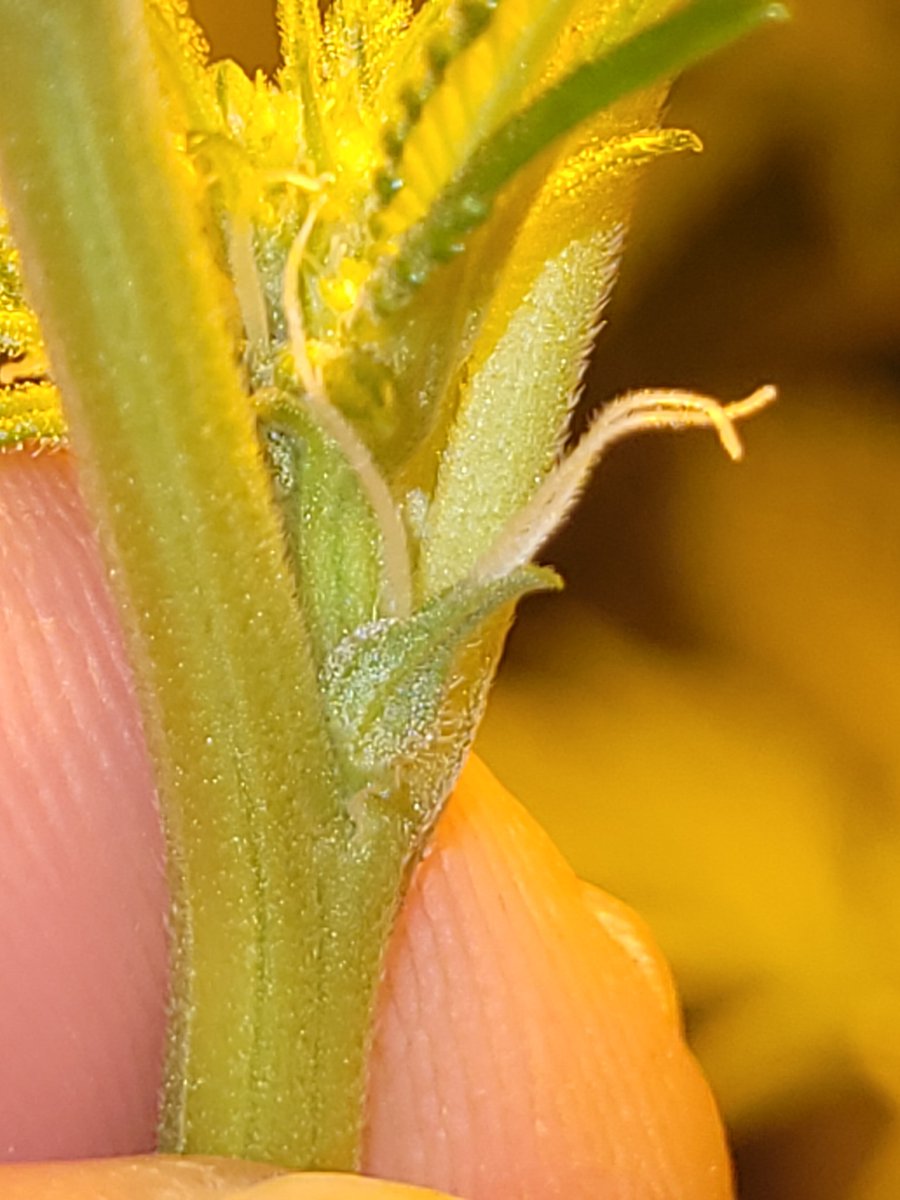 End of 3 weeks in flower, they got a little cold so I had some "pruning" to do, and been working with an unstable strain.