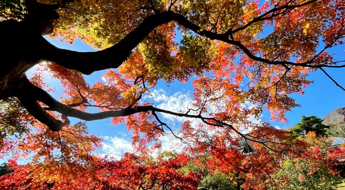 紅葉の写真追加 