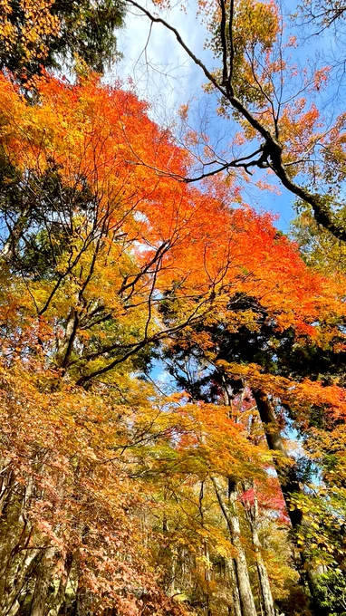紅葉の写真追加 