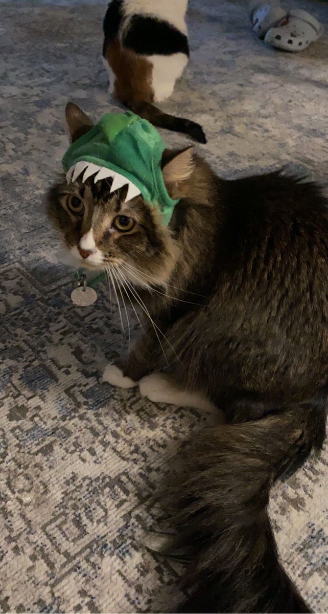 Flurpeey's tweet photo. Miss my lil guys, been almost a month https://t.co/4Hp5iepfv4