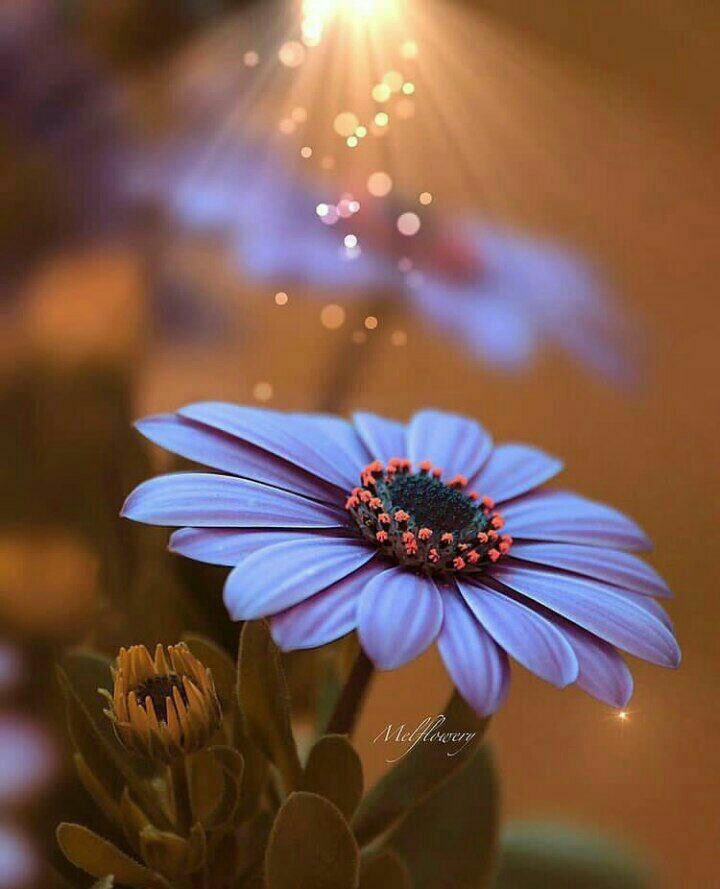 mhhms1388's tweet photo. (  وَالصبْحِّ   إذاَ   تَنفَّسَ  )
هو الوصف الدقيق لجـمال الصـباح ،
ربِّ اكتب لنا مع أنفاسه الخير والفلاح.
#صباح_Iلخير 
#يخبرني_الصباح 
#رسالة_اليوم https://t.co/TBn3JAdQhI