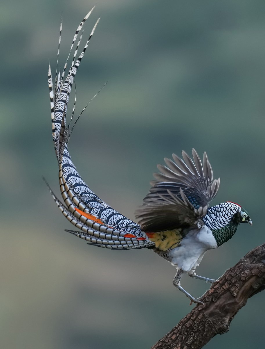 Lady Amherst's Pheasant, seen in SW China's #Yunnan province.
*FULL SCREEN PLEASE*  by 牛婷

#BirdsSeenIn2021 #野鳥 #China
#MoreBirdsLessPolitics #birds
#NaturePhotography #nature @avibase