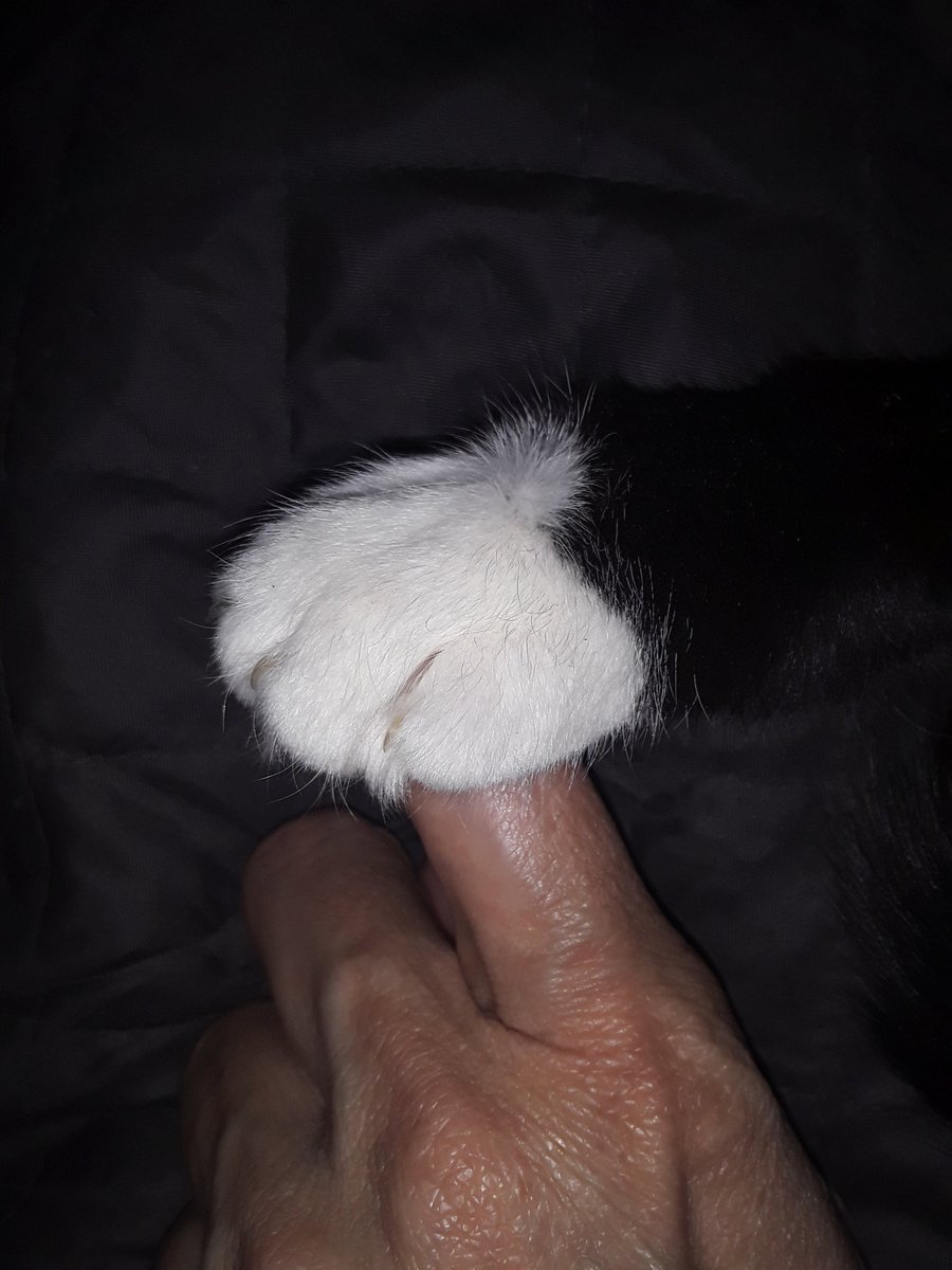 CamilleEChavez's tweet photo. You need to see how Curry reached out and put her paw on my finger. My darling girl. https://t.co/vJxqDAgPd6