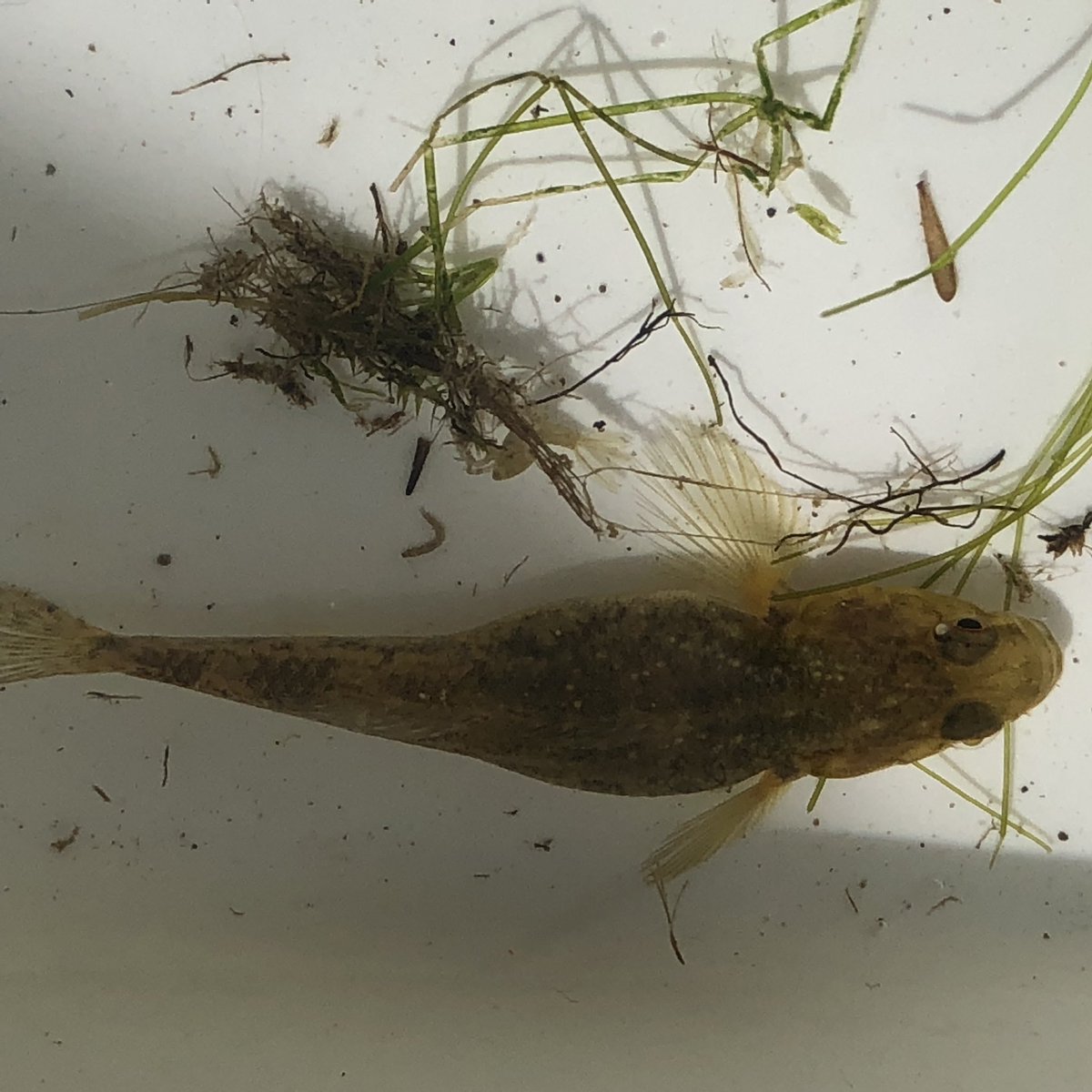 ChristensonDi's tweet photo. More biodiversity treasure in todayโs survey #empoweredlearners #localcurriculum @LizzieRaimona @vykanton @nznativefish @cbrieseman https://t.co/VmZH9tIQtT