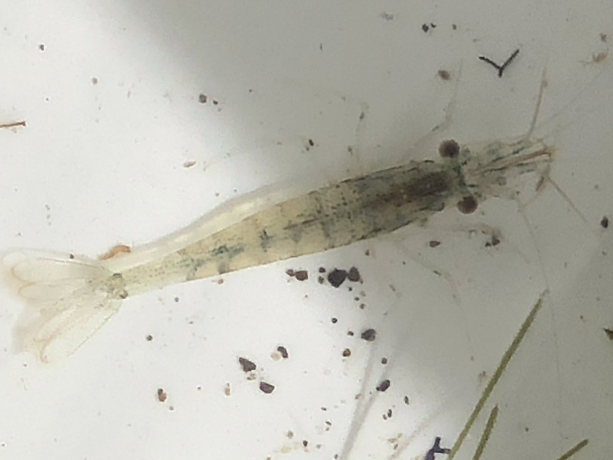 ChristensonDi's tweet photo. More biodiversity treasure in todayโs survey #empoweredlearners #localcurriculum @LizzieRaimona @vykanton @nznativefish @cbrieseman https://t.co/VmZH9tIQtT