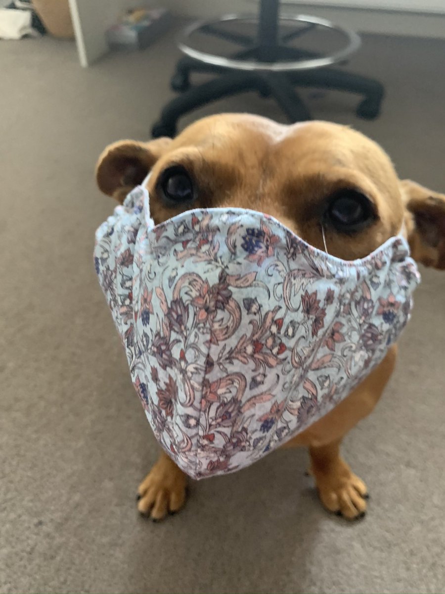 drsuewalker's tweet photo. @AdrienneOz @ISAISPID2021 Greetings from Melbourne! #petsofISAISPID https://t.co/8qmPqhHGzt