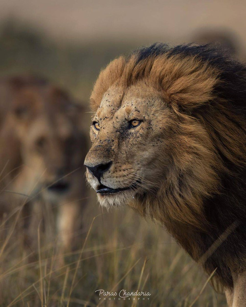 LillakTours's tweet photo. Lion King

as captured by @paraschandaria in the #MasaiMara

#travelready #luxurylodge #lodgelife #safari #safariinstyle #igers #wildlife #africasafari #travel #daytrip #luxurytravel #roadtrips #tembeakenya  #safaris #relax  #magicalkenya #nationalpark #LillakTours #LiveWell https://t.co/DQTJkUEUBl